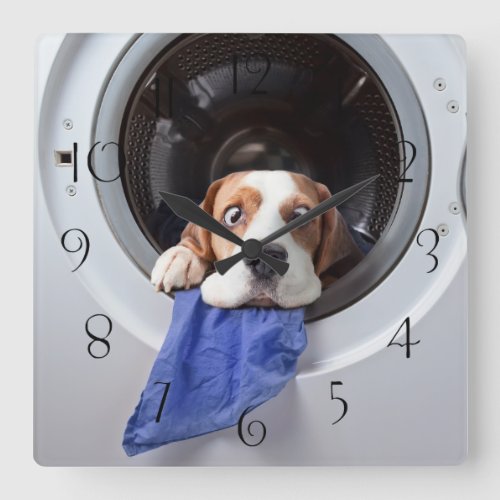 Funny dizzy beagle delicate washing square wall clock
