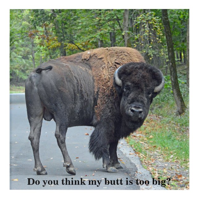 Funny Do You Think My Butt Is Too Big? Bison Acrylic Print (Front)
