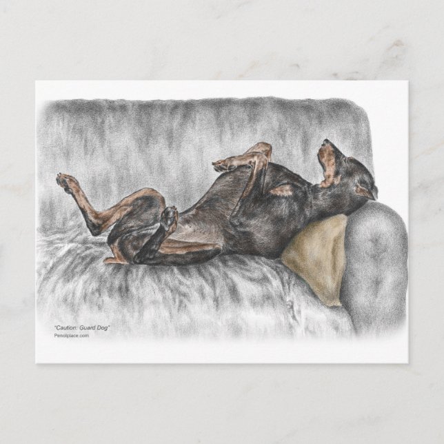 Funny Doberman on Sofa Postcard (Front)