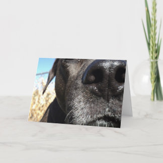 Funny Dog birthday Card
