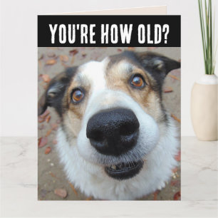 FUNNY DOG BIRTHDAY GETTING OLDER BIG Card
