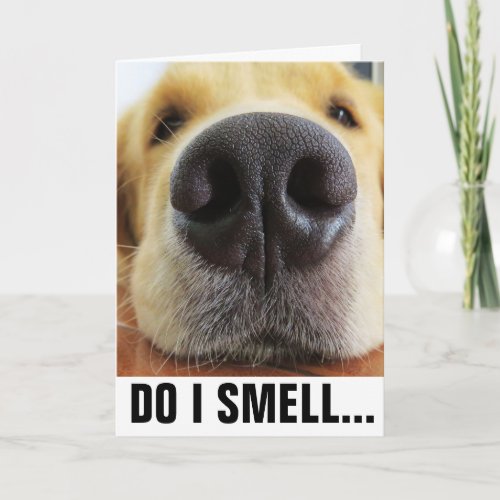 FUNNY DOG BIRTHDAY SMELL BIRTHDAY CAKE CARD