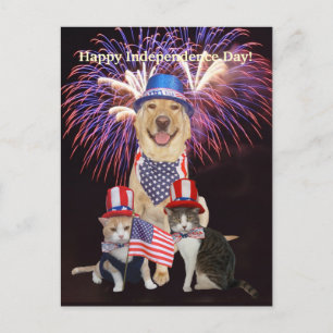 Funny Dog/Cat July 4th Postcard