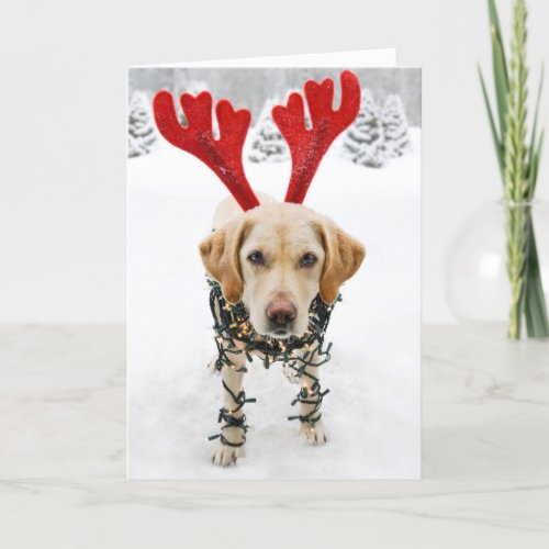 Funny Dog Christmas Card Labrador Retriever