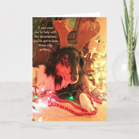 Funny Dog Christmas, Collie W/ Antlers Xmas Lights Holiday Card