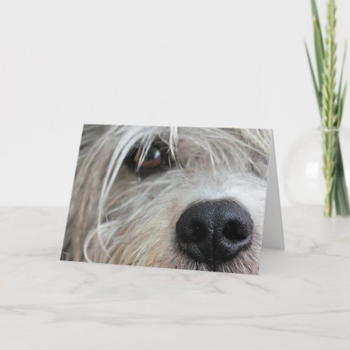 Funny Dog Face Up Close Birthday Card