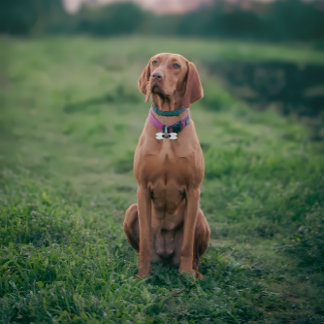 Funny Dog Guardian of Humanity Monogram Pet ID  Tag