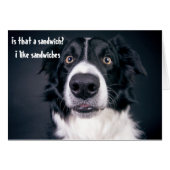 Funny Dog Hungry Like Sandwiches Border Collie (Front Horizontal)