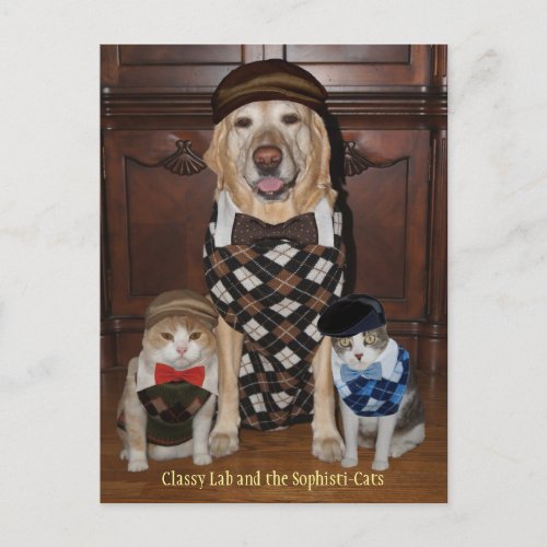Funny DogLab  Cats in Argyle Sweaters Postcard