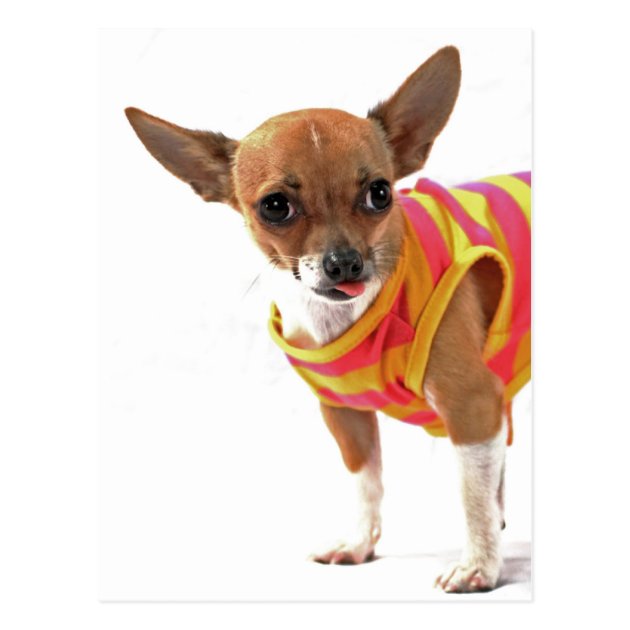 funny chihuahua faces