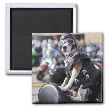 Funny Dog On Motorcycle Photo Magnet by whereabouts at Zazzle
