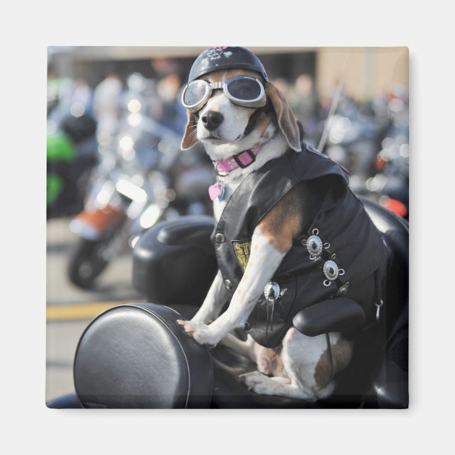 Funny dog on motorcycle photo magnet (Front)