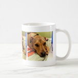 Funny Dog Photo Coffee Mug at Zazzle