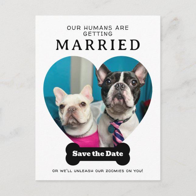 Funny Dog Photo Our Humans Are Getting Married Announcement Postcard (Front)