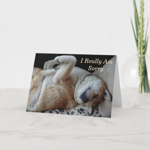 funny dog picture cute akita expressing sorry card