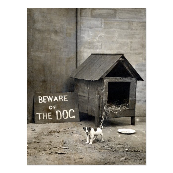 Funny Dog postards Post Card