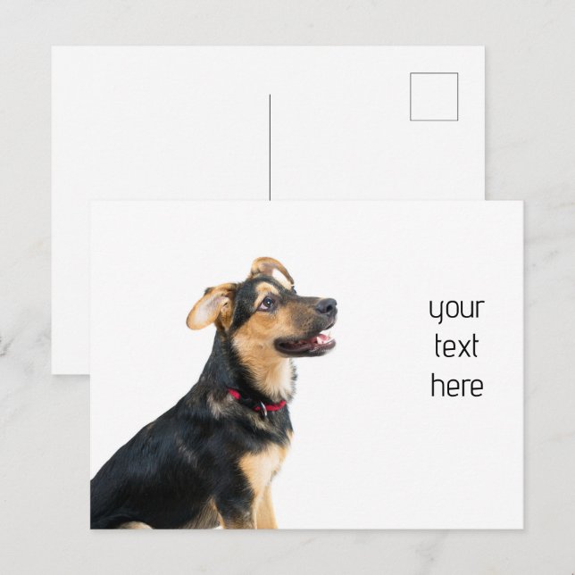 Funny dog puppy postcard (Front/Back)