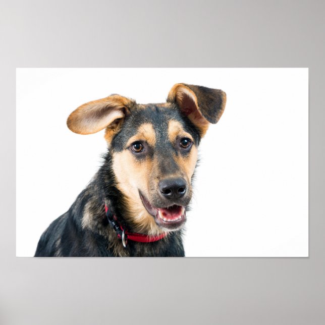 Funny dog puppy poster (Front)