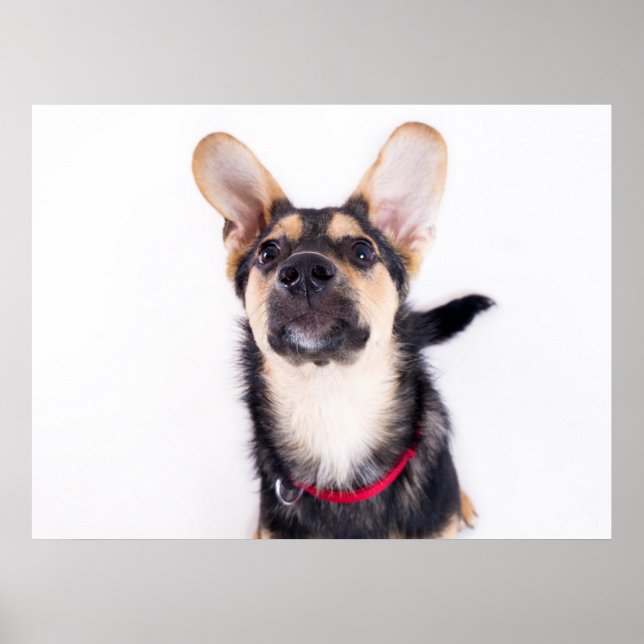 Funny dog puppy poster (Front)