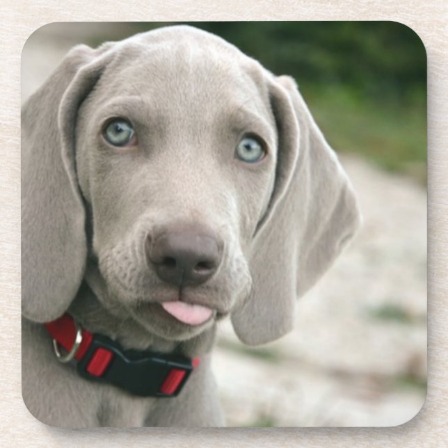 Funny Dog Sticking Tongue Out Photo Beverage Coaster (Front)
