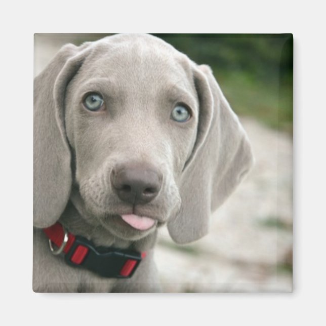 Funny Dog Sticking Tongue Out Photo Magnet (Front)