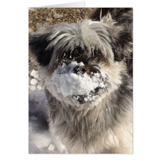 Funny Dog with Snow on Nose Cards (Front)