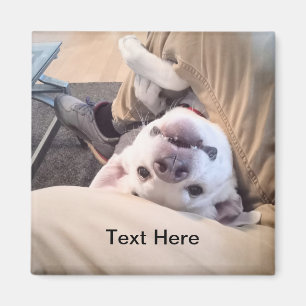 Funny Dog Won't Be Ignored Comical Photo Magnet