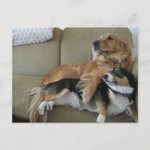 Funny Dogs Cuddling Cute Golden Retriever Corgi Postcard