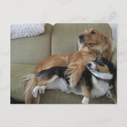 Funny Dogs Cuddling Cute Golden Retriever Corgi Postcard