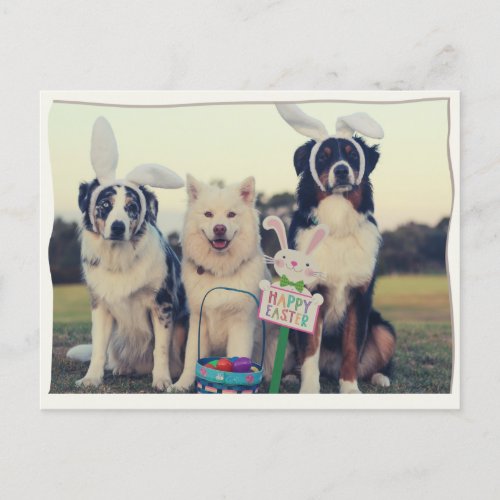 Funny Dogs Happy Easter Postcard