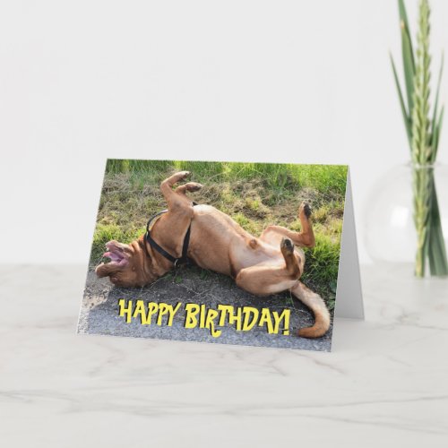 Funny dogue de bordeaux birthday card