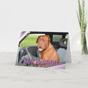 Funny dogue of bordeaux birthday card