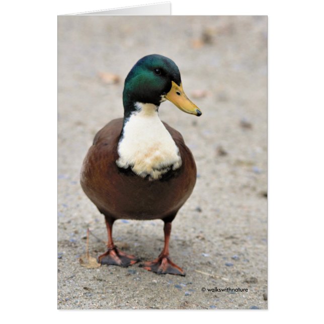 Funny Domestic Mallard Duclair Bibbed Odd Duck Cards (Front)
