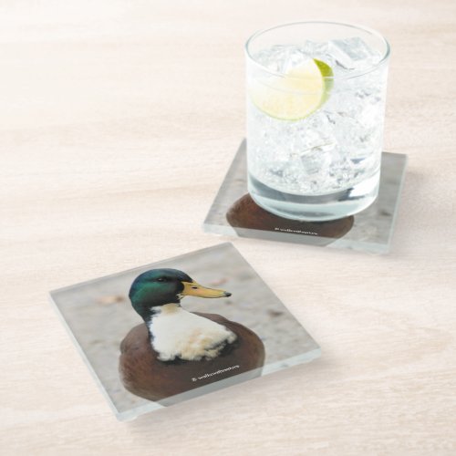 Funny Domestic Mallard Duclair Bibbed Odd Duck Glass Coaster