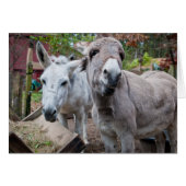 Funny Donkey Cards (Front Horizontal)