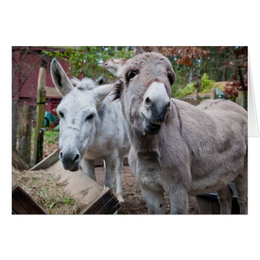 Funny Donkey Cards (Front Horizontal)