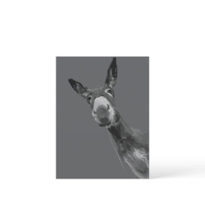 Funny Donkey Grayscale Portrait Art Postcard