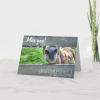 Funny Donkey "I Miss You" Blank