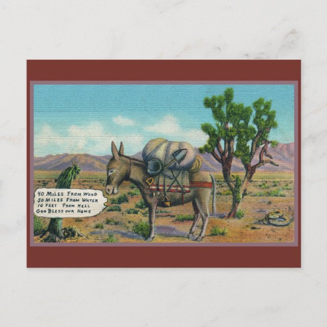 Funny Donkey in Desert Arizona Postcard (Front)