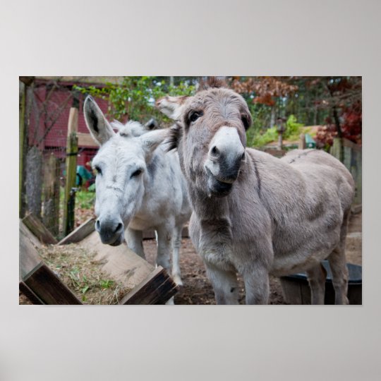 Funny Donkey Poster | Zazzle.com