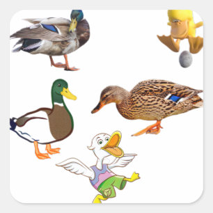 Funny Duck Collage With Playful Characters Square Sticker