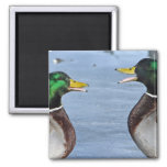 Funny Ducks Magnet at Zazzle
