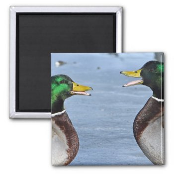 Funny Ducks Magnet by Madddy at Zazzle