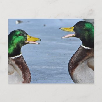 Funny Ducks Postcard by Madddy at Zazzle