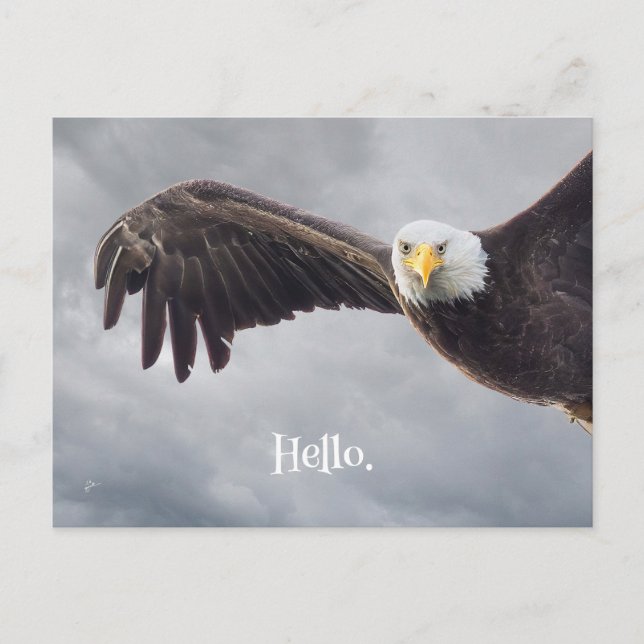 Funny Eagle Hello All Occasion Blank Postcard (Front)