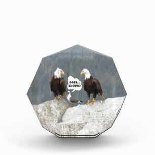 Funny Eagles and Seagull Award