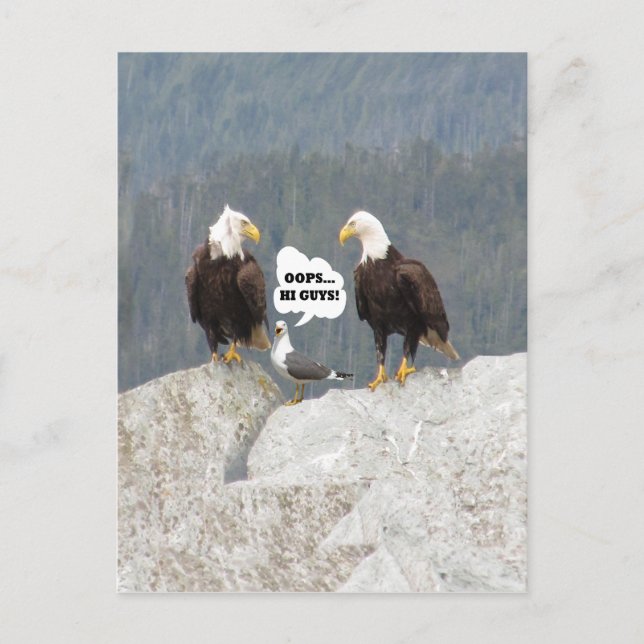 Funny Eagles and Seagull Postcard (Front)