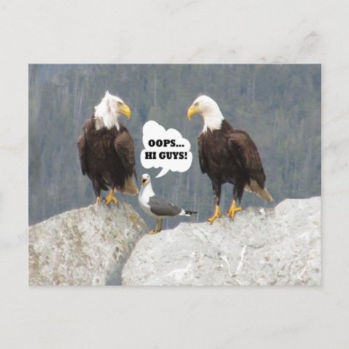 Funny Eagles and Seagull Postcard