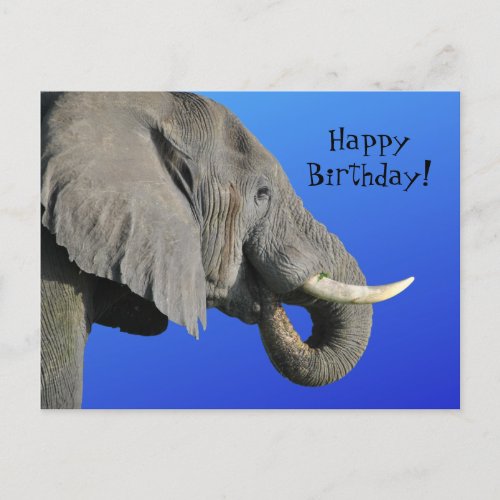  Funny Elephant Age Irrelevant Blue Happy Birthday Postcard