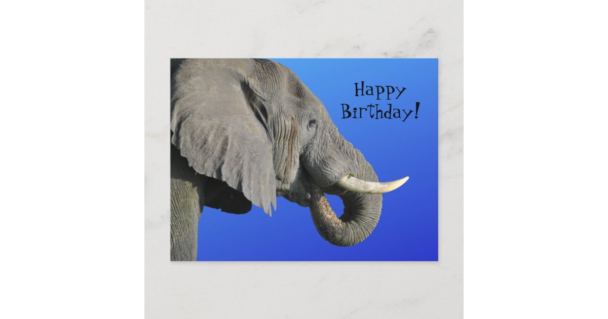 Funny Elephant Age Irrelevant Blue Happy Birthday Postcard | Zazzle